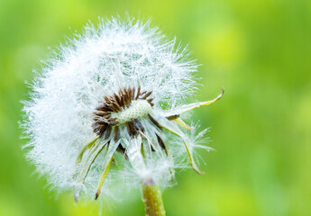 Close-up of dandelion seeds on blue natural background. Macro.Green blur bokeh background.