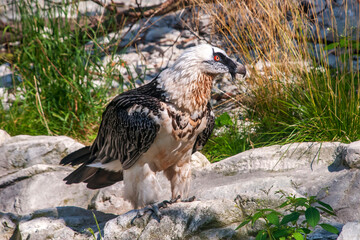 Bearded vulture, photographed on Zoo in Frankfurt am Main, Germany. Picture made in 2009. 