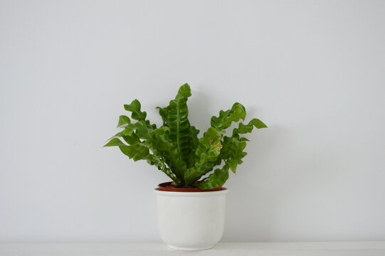 Landscape Photo Of Potted Crispy Wave Fern Potted Plant Against White Wall