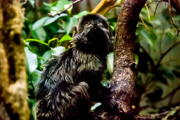 Goeldi s marmoset, photographed on Zoo in Frankfurt am Main, Germany. Picture made in 2009. 