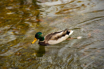 Ducks swimming in the lake