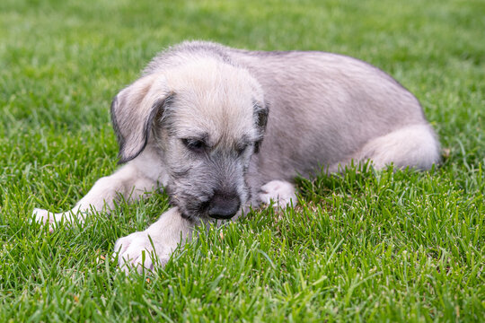 Irish Wolfhound Puppy