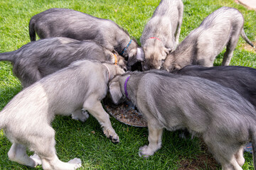 Irish wolfhound puppy