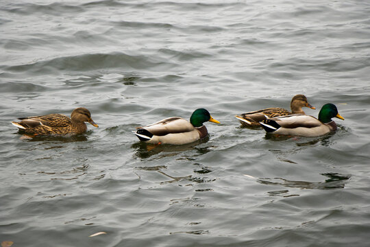 Ducks in the water