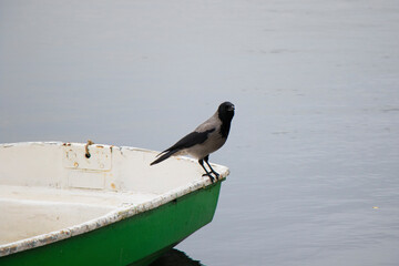 Crow in the wild nature