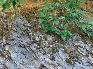 Obraz premium Oak branches over rock