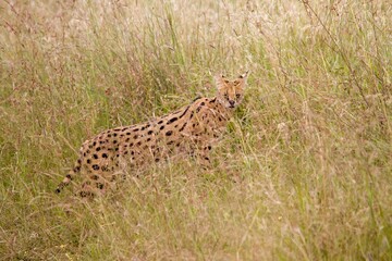 serval cat camouflaged in tall grass