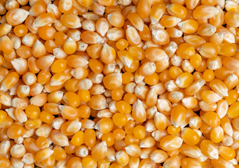 Dried Corn texture background. Close-up