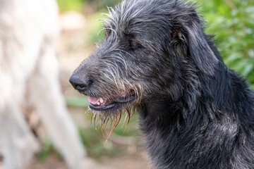 Fototapeta premium Deerhound