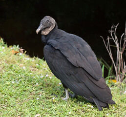 Black vulture with bare dark gray scaly head and legs and a light gray bill is standing on green grass with blurred vegetation and dark background.