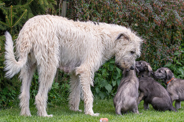 Fototapeta premium Irish wolfhound puppy