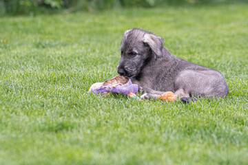Irish wolfhound puppy
