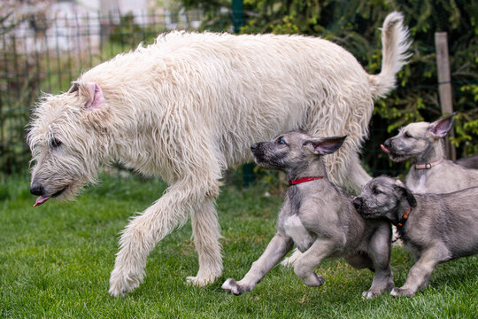 Irish wolfhound puppy