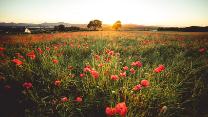 Sunset over Poppy Field in Midlothian Scotland