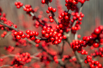 red berries on a branch in afternoon light, Japanese Winterberry, Deciduous Holly