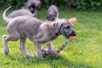 Irish wolfhound puppy