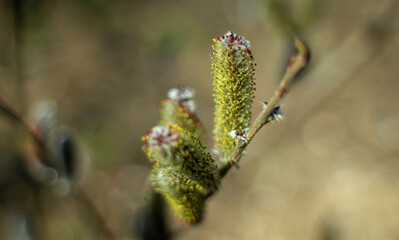 Quaking Aspen in early spring, Populus tremuloides, Aspen flowers.