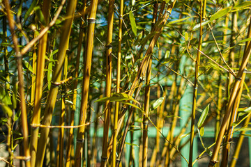 Obraz premium Golden bamboo in the sunset, Fishpole, Fairyland, Monk's belly bamboo