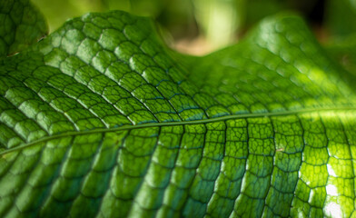 close up of green leaf, macro