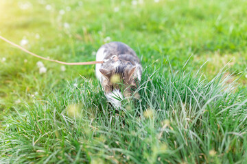 Portrait of cute young male domestic tabby cat, wearing harness, walking on leash outdoor in park on lawn, eating green grass. Pets health and safety concept, copy space