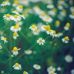 Small white chamomile flowers grow in the summer, soft selective focus