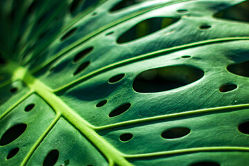 Fototapeta na wymiar green leaf macro, Monstera deliciosa, Thai Constellation.