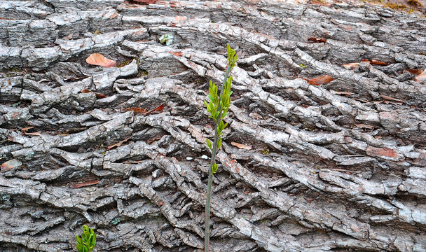 Felled tree trunk and little green branch.