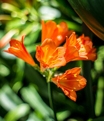 orange bush lily, Kaffir lily, Bush lily, Thong lily, Natal lily, Clivia miniata 'Solomone Variegated pastel'