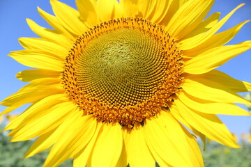 sunflower 