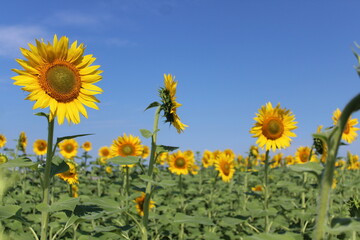 field of sunflowers against blue sky