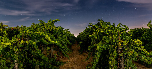 Napa Valley grape vineyard during night harvest under a starlit sky.