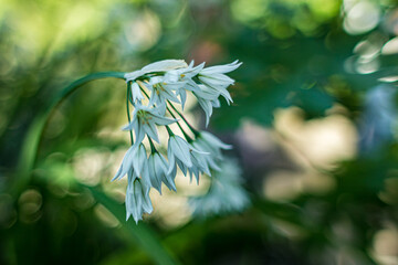 wildflowers in spring, flower in shade, Wild Hyacinth, White Brodiaea