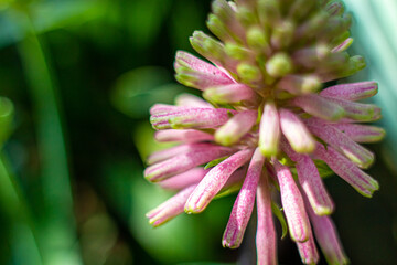 close up of pink lily, Kniphofia Uvaria, Tritoma.