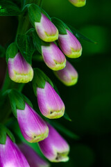 Fototapeta premium Blume Lila Pink Rosa Natur Makro Bokeh Blank Space Leinwand Deko Postkarte Violett Blühen Sommer