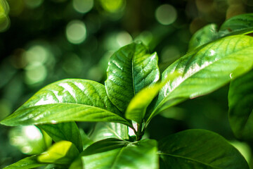 fresh green leaves, close up in sunlight