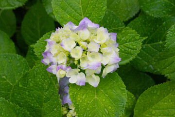 アジサイ