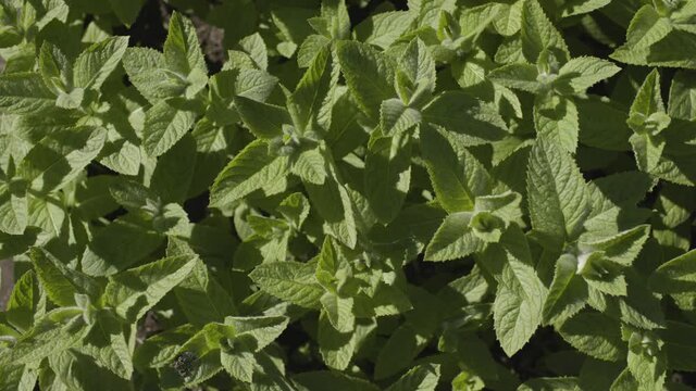 Mint grows yield, view from up, slowly mint leaves shaking in windy, sun light 