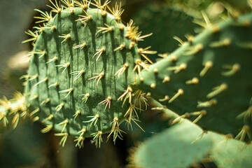 close up of cactus. Engelmann's Prickly Pear Cactus, Cow Tongue Prickly Pear, Texas prickly Pear Cactus, Cactus Apple, Prickly Pear, Discus Prickly pear.