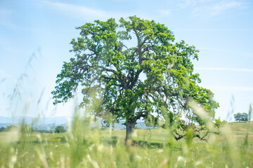 tree in the field