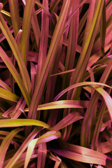 The large long pink and green leaves of the plant randomly grow in different directions. A vertical photo was made close-up for your design.