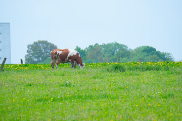 Kühe stehen morgens auf einer Wiese und fressen frisches Heu