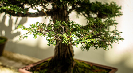 Bonsai branch close up