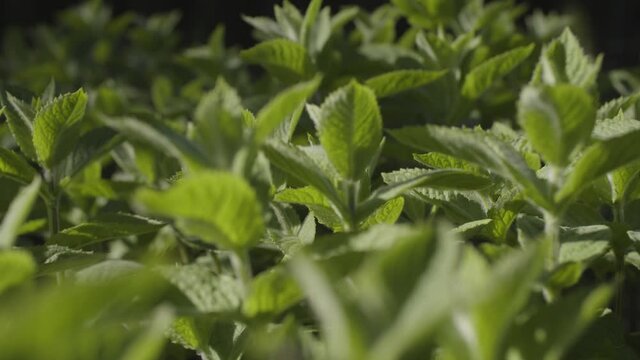 Mint grows yield, close up view from side, slowly mint leaves shaking in windy, sun light 