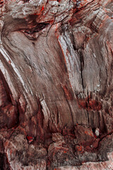 Naklejka premium The texture of a broken tree with saturated red splashes. The vertical photo was made close-up for your design.
