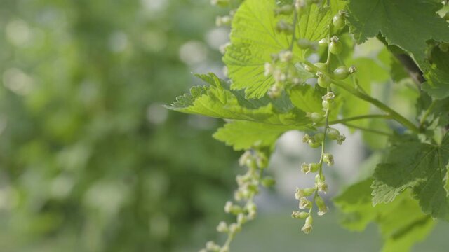 Blackcurrants grow berries, close up view from side, slowly leaves shaking in windy, sun light 