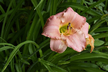 Fototapeta premium Salmon Colored Lily