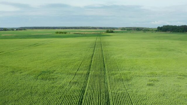 Aerial drone flying over field of winter wheat and countryside at sunny cloudy spring time. Wonderful drone video for ecological concept