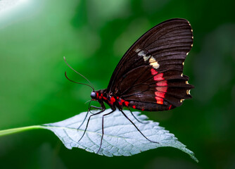Closeup beautiful butterfly sitting on the flower.