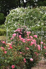 A rose garden with roses in full bloom.