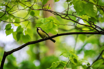 Tit bird on a branch close up. Lives throughout Europe, the Middle East, Central and North Asia, in...